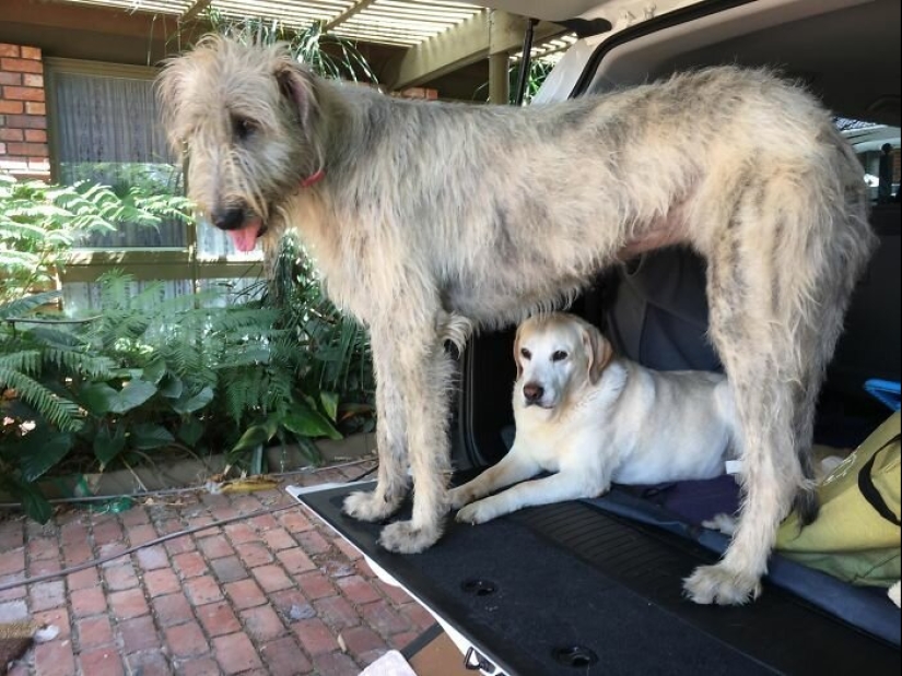 Huge, funny, kind: 45 Irish wolfhounds that will impress with their size