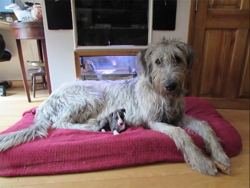 Huge, funny, kind: 45 Irish wolfhounds that will impress with their size