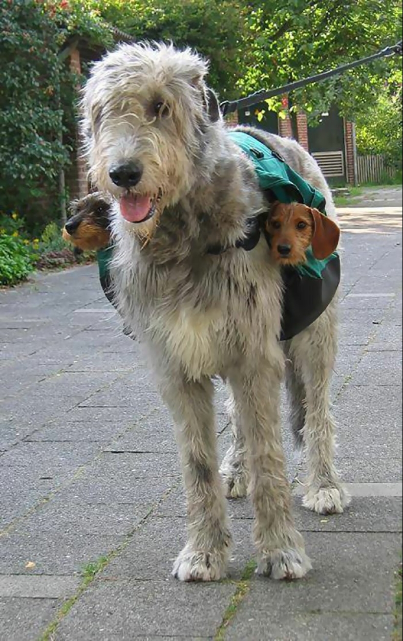 Huge, funny, kind: 45 Irish wolfhounds that will impress with their size