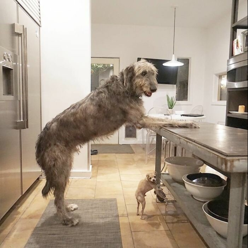 Huge, funny, kind: 45 Irish wolfhounds that will impress with their size