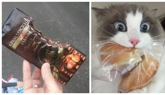 Hunger is not an aunt: 25 photos about a wonderful appetite that will definitely make you laugh Hunger is not an aunt: 25 photos about a wonderful appetite that will definitely make you laugh