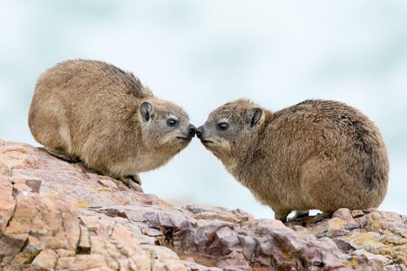 Hyraxes are furry relatives of elephants that live in burrows. Hyraxes are furry relatives of elephants that live in burrows.
