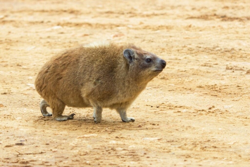 Hyraxes are furry relatives of elephants that live in burrows. Hyraxes are furry relatives of elephants that live in burrows.