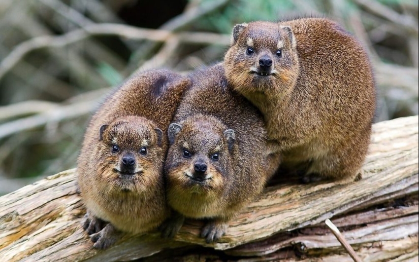 Hyraxes are furry relatives of elephants that live in burrows. Hyraxes are furry relatives of elephants that live in burrows.