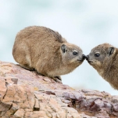 Hyraxes are furry relatives of elephants that live in burrows.