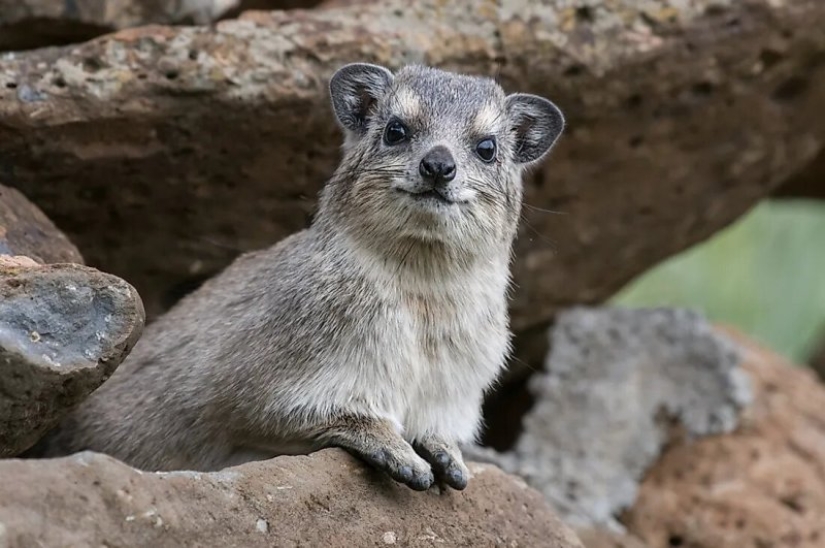 Hyraxes are furry relatives of elephants that live in burrows. Hyraxes are furry relatives of elephants that live in burrows.
