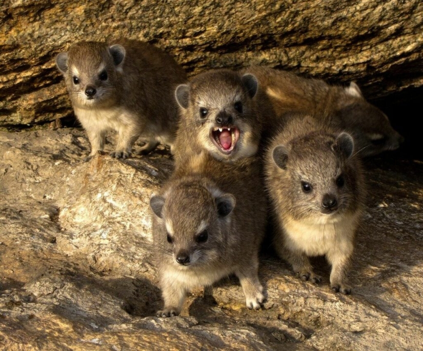 Hyraxes are furry relatives of elephants that live in burrows. Hyraxes are furry relatives of elephants that live in burrows.