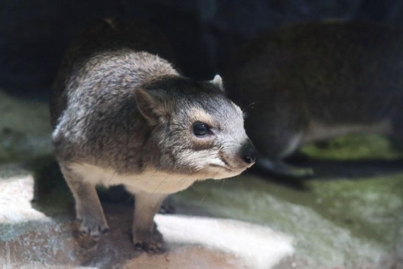 Hyraxes are furry relatives of elephants that live in burrows. Hyraxes are furry relatives of elephants that live in burrows.