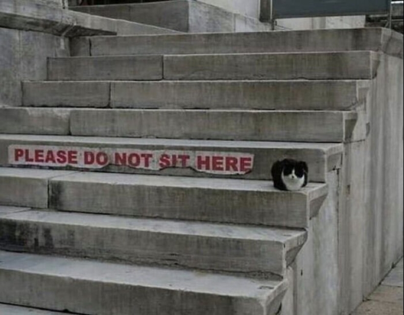 "I am a cat. I'm so comfy": 20+ cats who found themselves in the most unexpected places