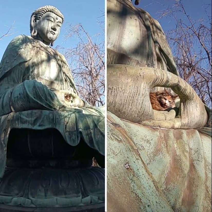 "I am a cat. I'm so comfy": 20+ cats who found themselves in the most unexpected places