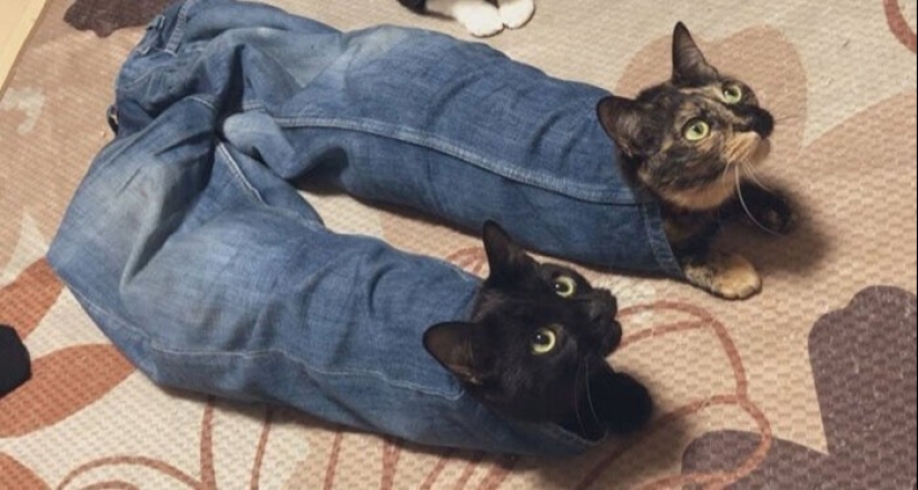 "I am a cat. I'm so comfy": 20+ cats who found themselves in the most unexpected places