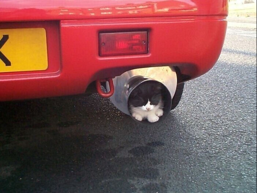 "I am a cat. I'm so comfy": 20+ cats who found themselves in the most unexpected places