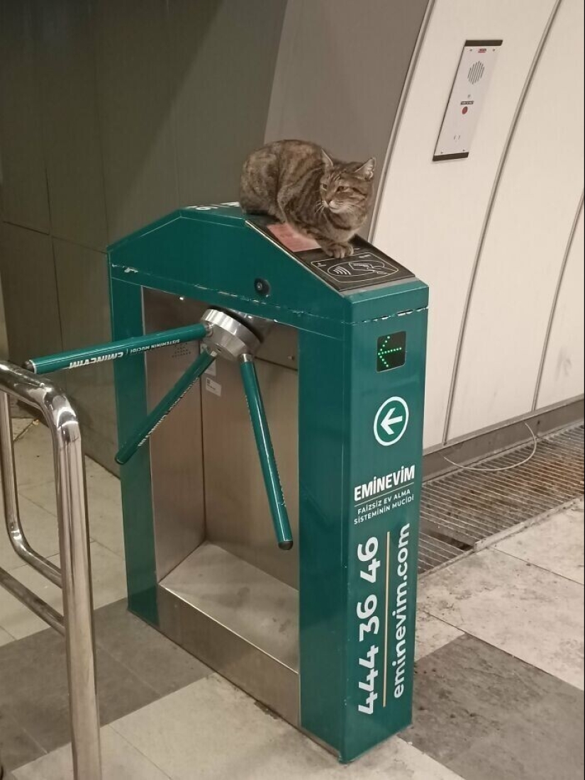 "I am a cat. I'm so comfy": 20+ cats who found themselves in the most unexpected places