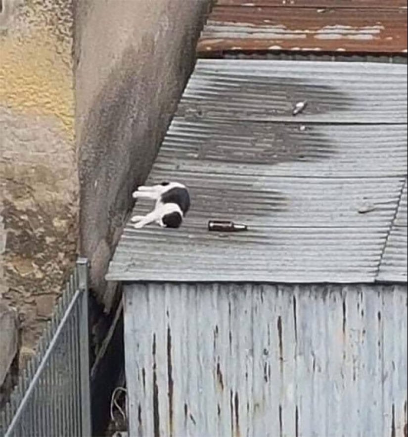 "I am a cat. I'm so comfy": 20+ cats who found themselves in the most unexpected places