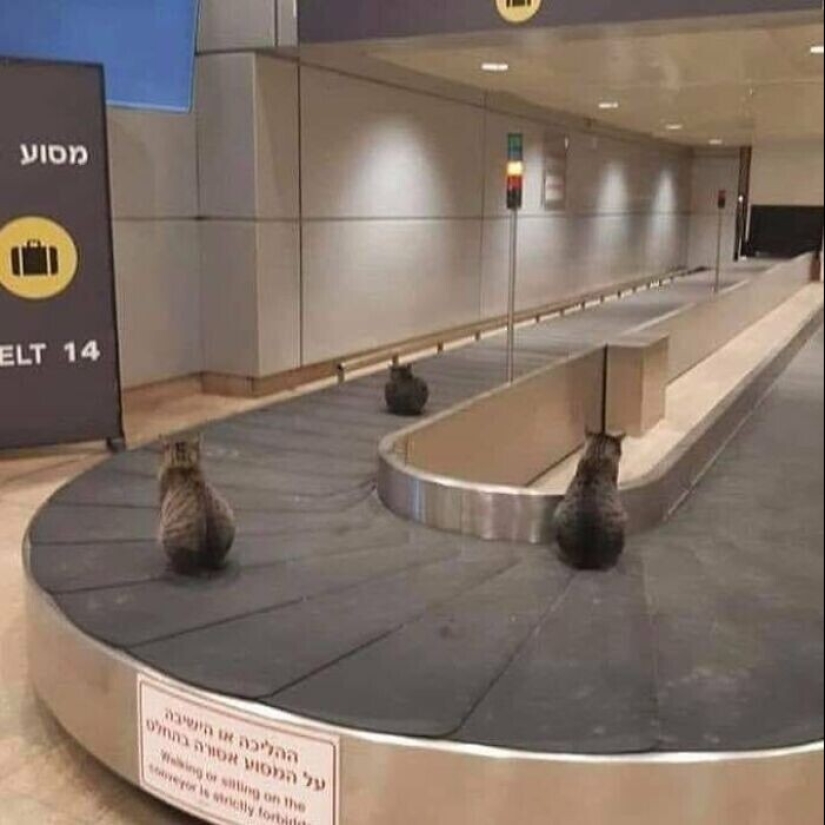 "I am a cat. I'm so comfy": 20+ cats who found themselves in the most unexpected places