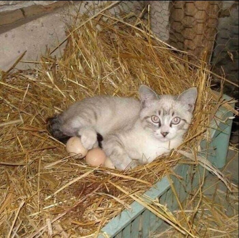 "I am a cat. I'm so comfy": 20+ cats who found themselves in the most unexpected places