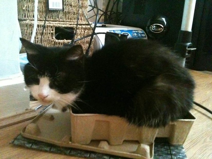 Ideal places to relax — version for cats Ideal places to relax — version for cats