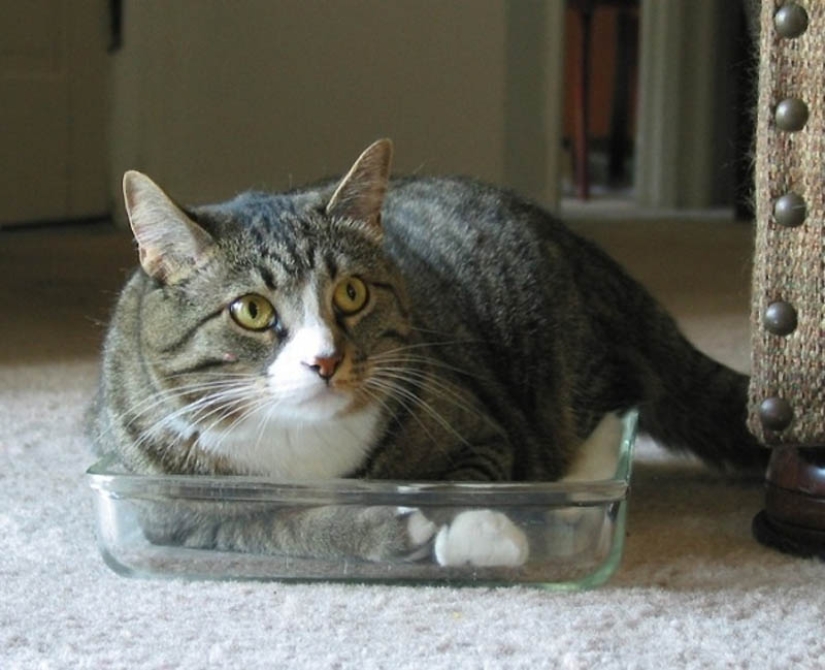 Ideal places to relax — version for cats Ideal places to relax — version for cats