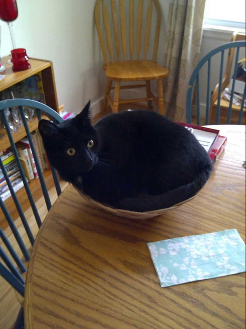 Ideal places to relax — version for cats Ideal places to relax — version for cats