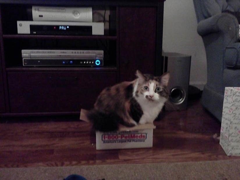 Ideal places to relax — version for cats Ideal places to relax — version for cats