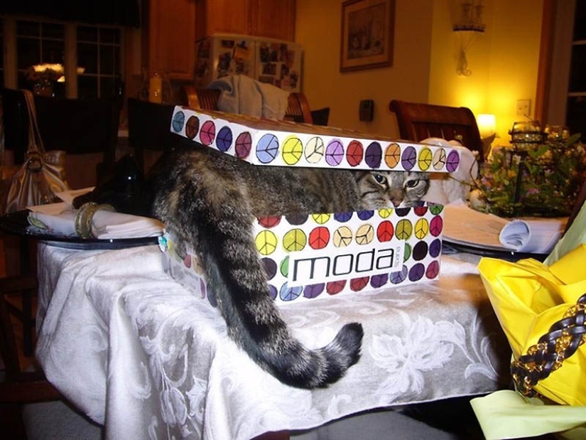 Ideal places to relax — version for cats Ideal places to relax — version for cats