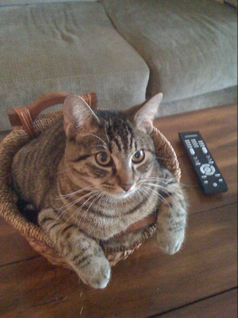 Ideal places to relax — version for cats Ideal places to relax — version for cats