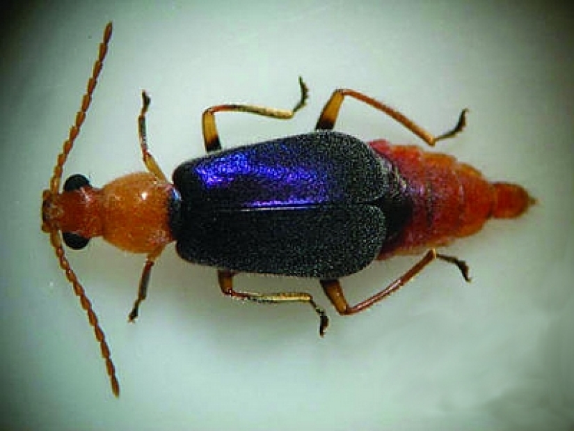 Ifrit de cabeza azul: un pequeño pájaro que mata con un toque Ifrit de cabeza azul: un pequeño pájaro que mata con un toque