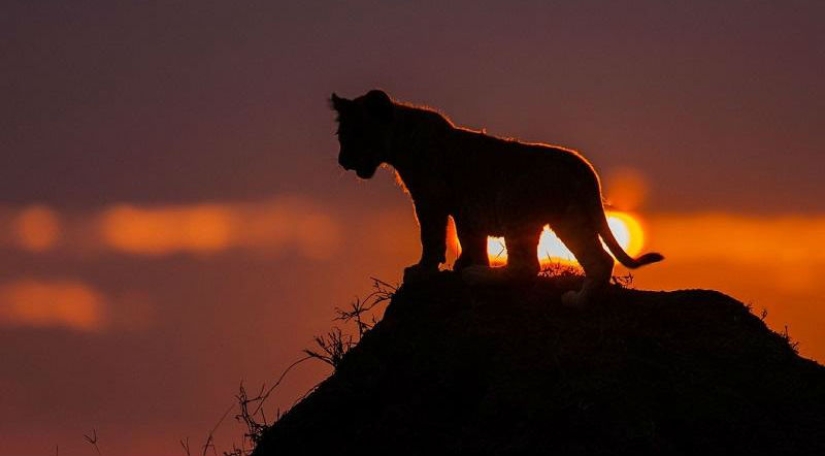 Impresionantes puestas de sol Africanas por Paul Goldstein