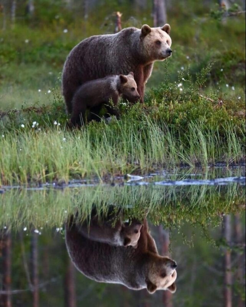 Impressive works of wildlife photographer Andrey Gudkov Impressive works of wildlife photographer Andrey Gudkov