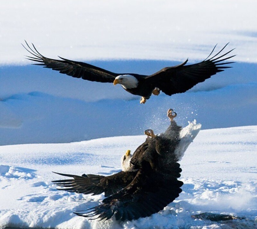 Impressive works of wildlife photographer Andrey Gudkov Impressive works of wildlife photographer Andrey Gudkov