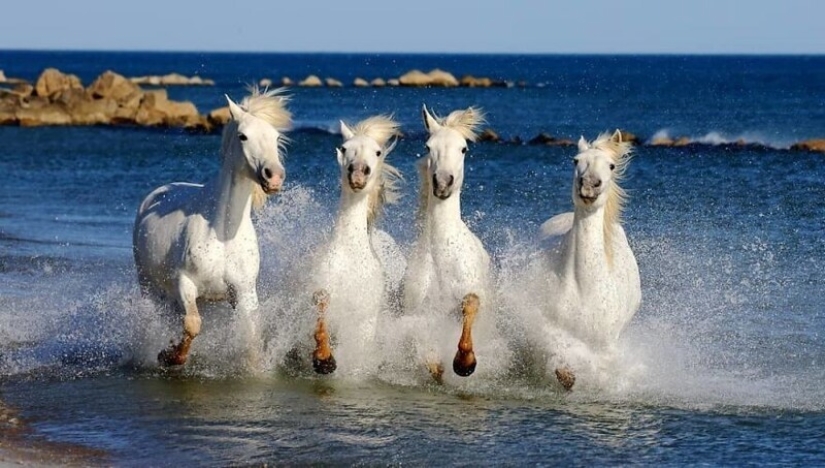 Impressive works of wildlife photographer Andrey Gudkov Impressive works of wildlife photographer Andrey Gudkov