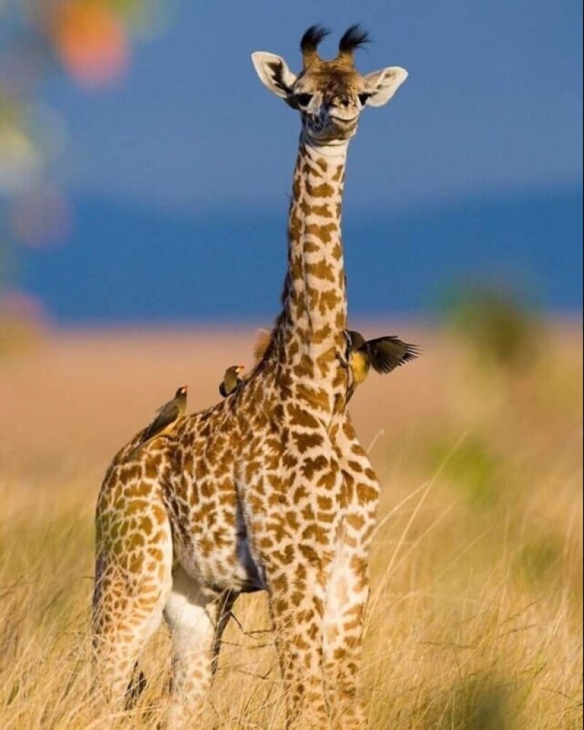 Impressive works of wildlife photographer Andrey Gudkov Impressive works of wildlife photographer Andrey Gudkov