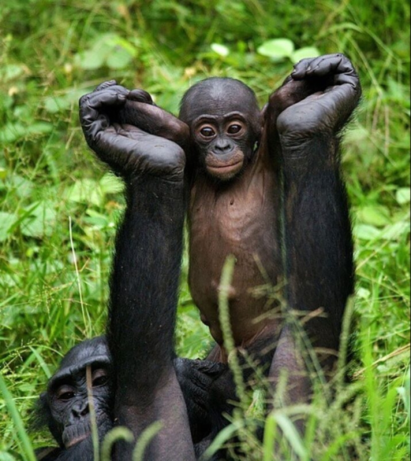 Impressive works of wildlife photographer Andrey Gudkov Impressive works of wildlife photographer Andrey Gudkov