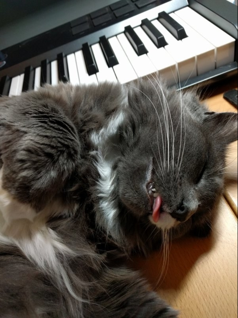 In a complete blackout: very sound asleep cats and cats with the most stupid muzzles