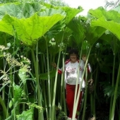 In the land of lilliputians: amazing photos of giant plants on Sakhalin