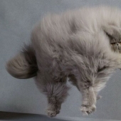 In this post, home to the most fluffy cats in the world