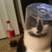 "¡Incluso es una pena recordar algo así!": momentos vergonzosos de gatos traviesos "¡Incluso es una pena recordar algo así!": momentos vergonzosos de gatos traviesos