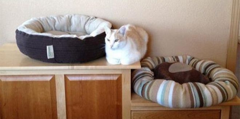 Incomprehensible cat logic: 30 photos that for sure you will laugh Incomprehensible cat logic: 30 photos that for sure you will laugh