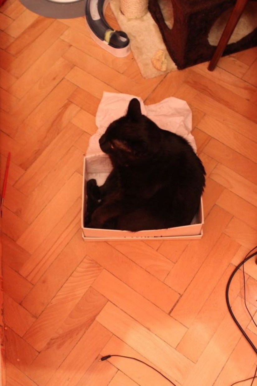 Incomprehensible cat logic: 30 photos that for sure you will laugh Incomprehensible cat logic: 30 photos that for sure you will laugh