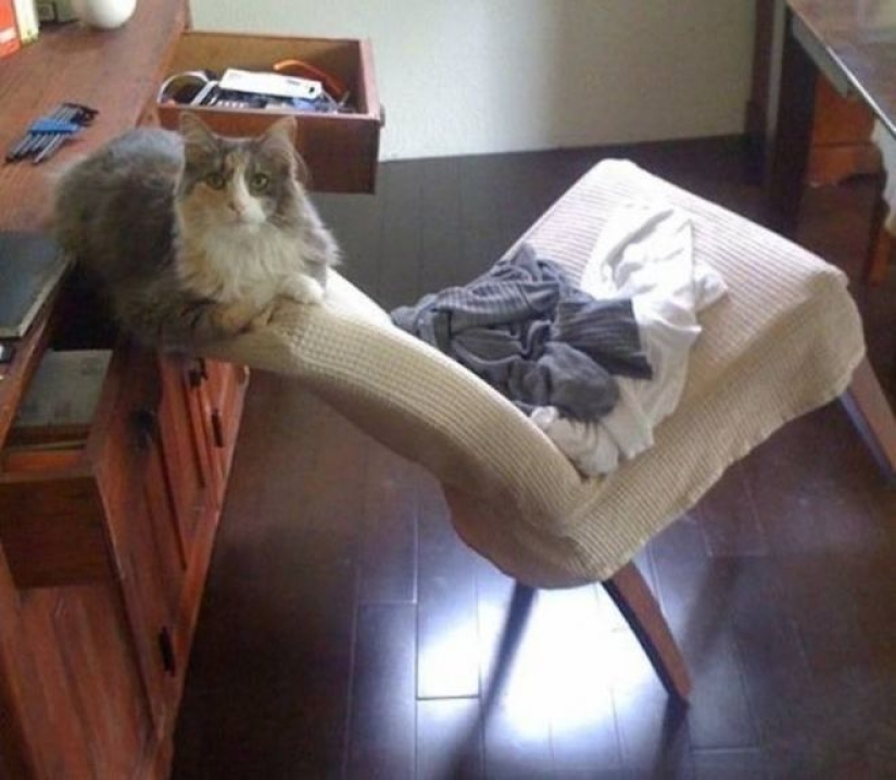 Incomprehensible cat logic: 30 photos that for sure you will laugh Incomprehensible cat logic: 30 photos that for sure you will laugh