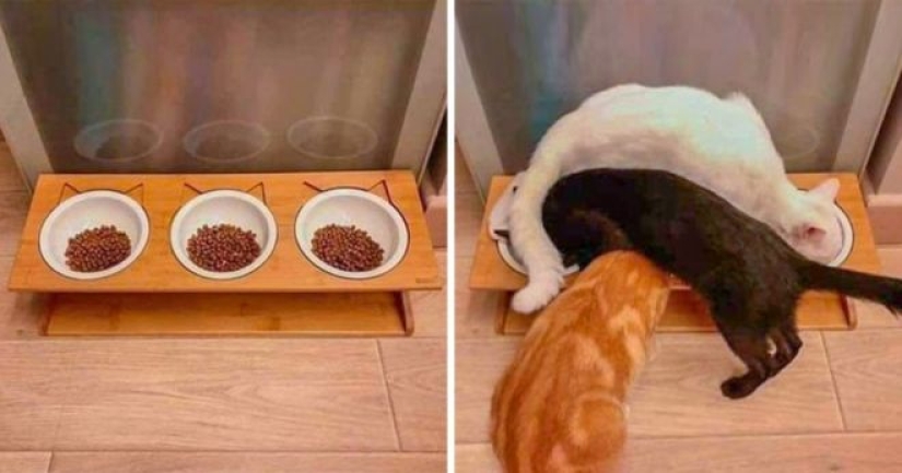 Incomprehensible cat logic: 30 photos that for sure you will laugh Incomprehensible cat logic: 30 photos that for sure you will laugh