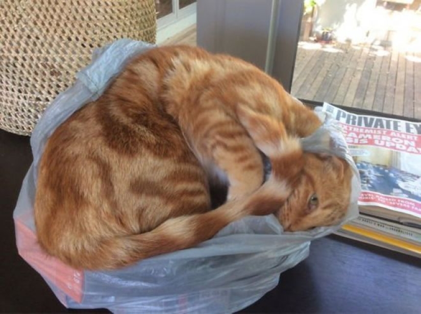 Incomprehensible cat logic: 30 photos that for sure you will laugh Incomprehensible cat logic: 30 photos that for sure you will laugh