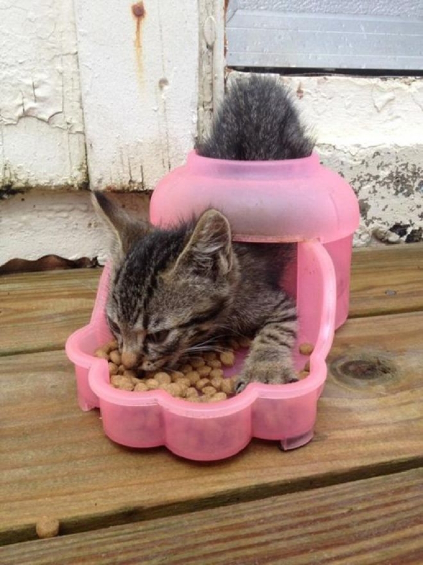 Incomprehensible cat logic: 30 photos that for sure you will laugh Incomprehensible cat logic: 30 photos that for sure you will laugh