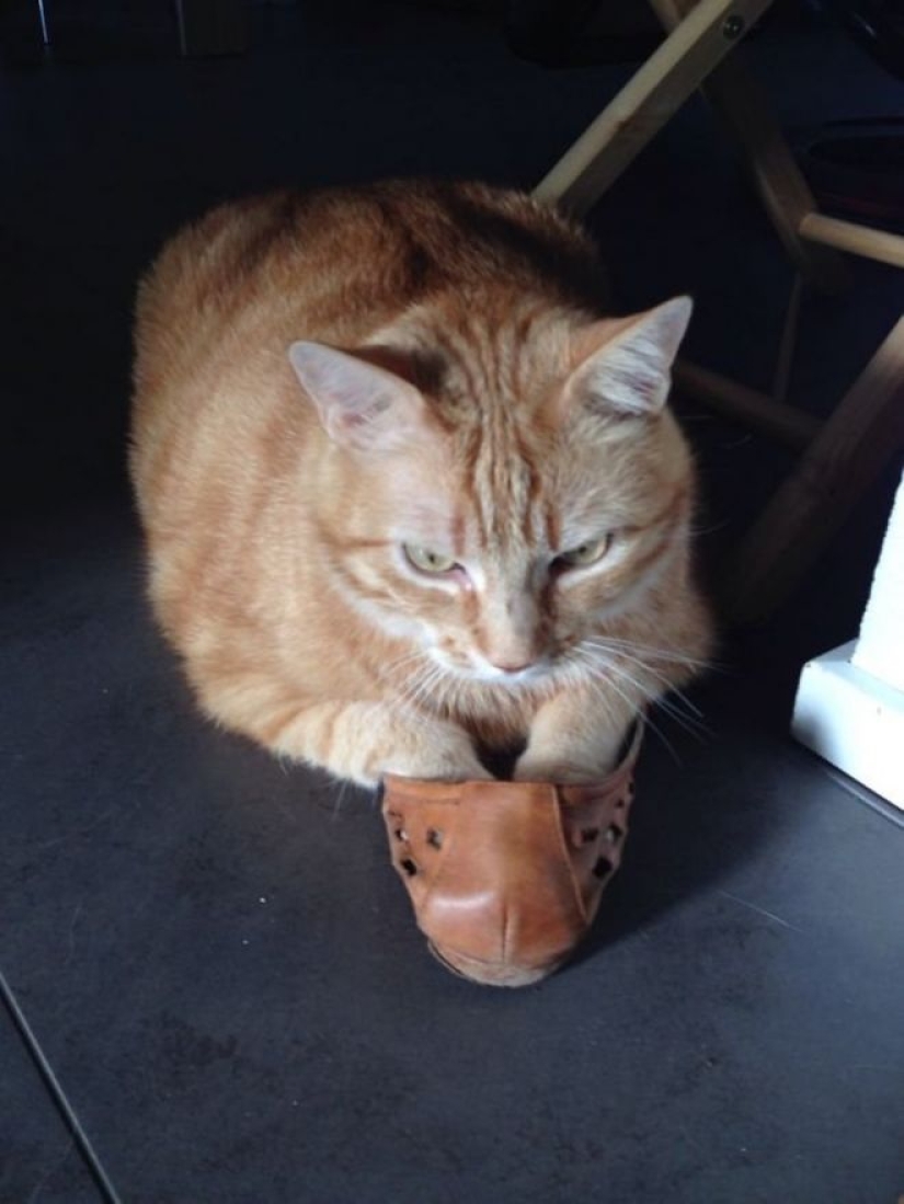 Incomprehensible cat logic: 30 photos that for sure you will laugh Incomprehensible cat logic: 30 photos that for sure you will laugh