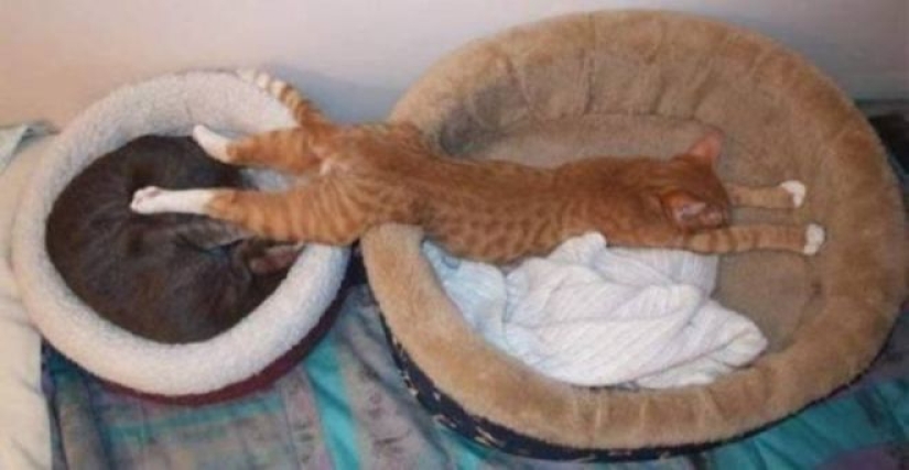Incomprehensible cat logic: 30 photos that for sure you will laugh Incomprehensible cat logic: 30 photos that for sure you will laugh