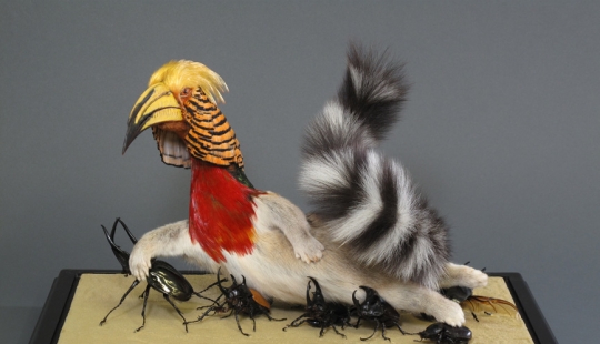 Increíble taxidermia de Enrique Gómez de Molina