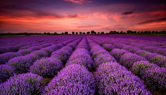 Increíbles campos de lavanda en todo el mundo