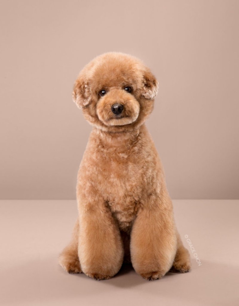 Incredible transformation: cute dogs before and after a Japanese haircut