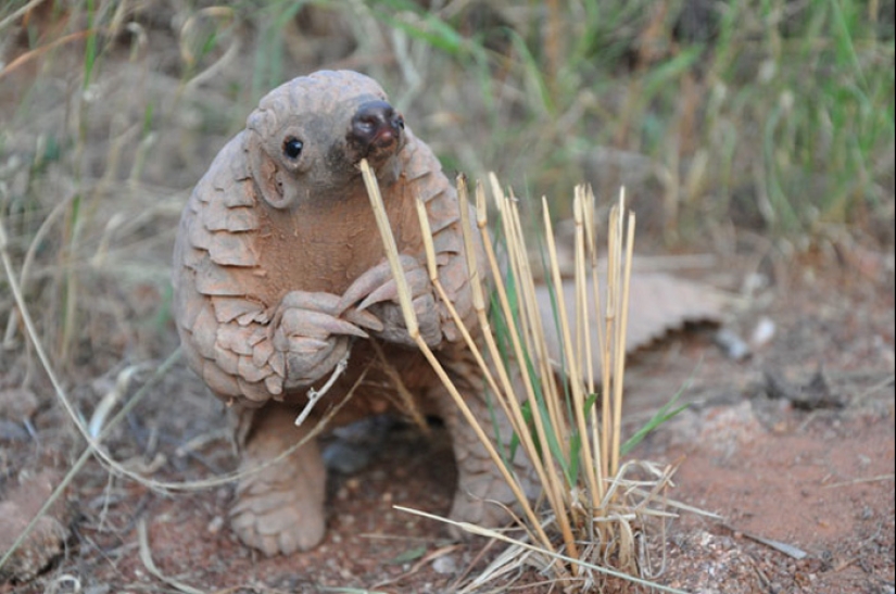 Incredibly cute baby pangolins that have been around for 80 million years Incredibly cute baby pangolins that have been around for 80 million years