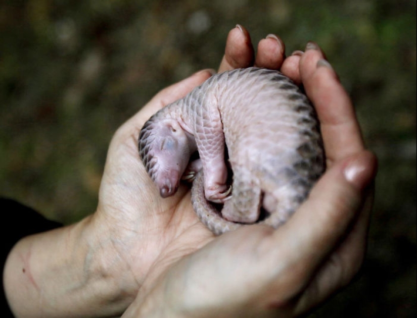Incredibly cute baby pangolins that have been around for 80 million years Incredibly cute baby pangolins that have been around for 80 million years